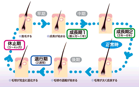 正常時の発毛サイクル図